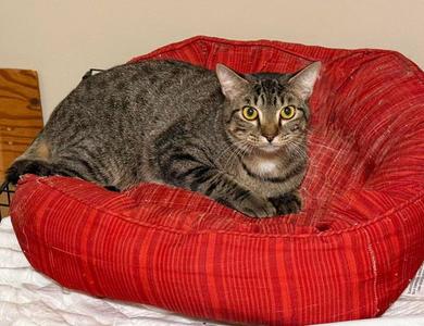 A gray tabby cat sitting in a red pet bed.