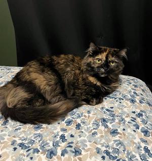 BOOSTERS, adult, available for adoption