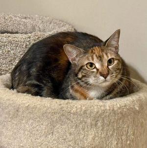 BUTTERCUP, kitten, available for adoption