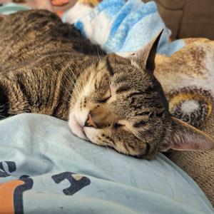 CONWAY, adult, available for adoption