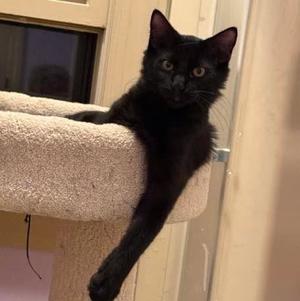 ANDY - YB, kitten, available for adoption
