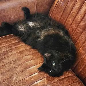 ANASTASIA, adult, available for adoption