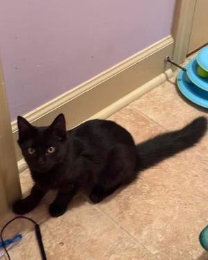 ABBY, kitten, available for adoption