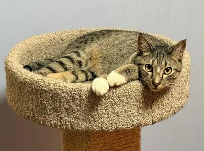 ANDY - MM, young, available for adoption