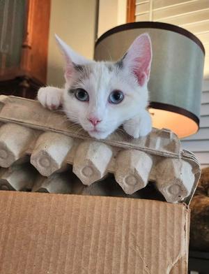 CARI, kitten, available for adoption