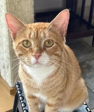 CLOVER, young, available for adoption