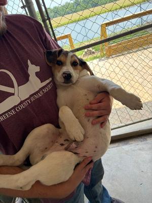 Morrison, Hound (Unknown Type), puppy, available for adoption