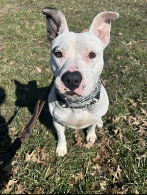 Ruby, Pit Bull Terrier, adult, available for adoption