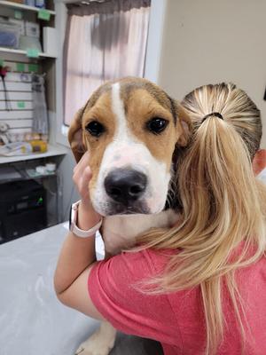 Farley, Hound (Unknown Type), puppy, available for adoption