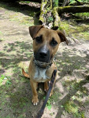 Tank, Shepherd (Unknown Type), young, available for adoption