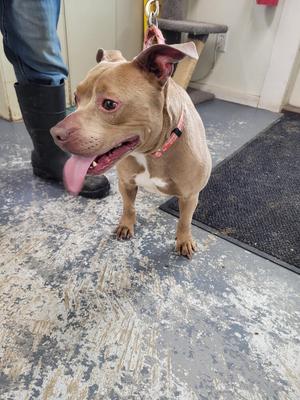 a brown dog with a pink collar standing on a concrete floor