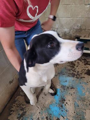 Spade, Labrador Retriever, puppy, available for adoption