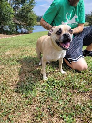 Baby, Pug, adult, available for adoption
