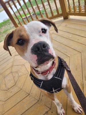 O'Bannon, Boxer, adult, available for adoption