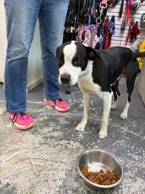 Wendall, Labrador Retriever, adult, available for adoption