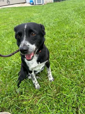 Cora, Australian Cattle Dog, adult, available for adoption