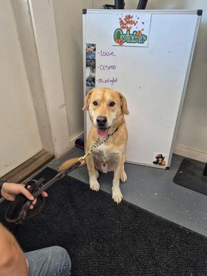 Frappe, Labrador Retriever, adult, available for adoption