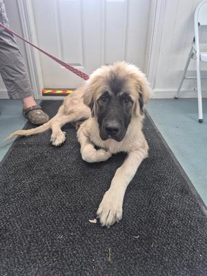 A large, fluffy dog with a black and tan coat is lying on a dark mat. The dog has long fur around its face and ears, and it is looking directly at the camera. A person's leg and foot are visible in the background, holding a leash attached to the dog.