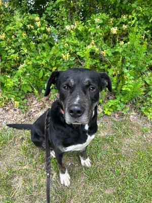 Boomie, Labrador Retriever, adult, available for adoption