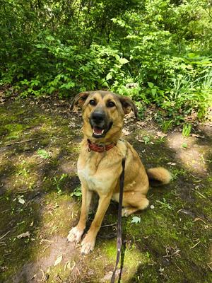 Tooger - Longest Canine Resident, Shepherd (Unknown Type), adult, available for adoption