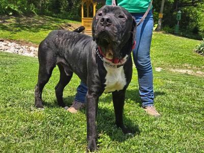 Teddy Bear, Cane Corso, adult, available for adoption