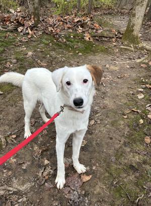 A white dog with brown ears and a red leash stands on a dirt path in a wooded area.
