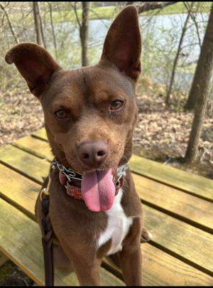 Dalton, Pit Bull Terrier, adult, available for adoption