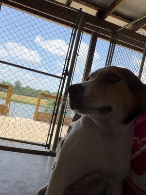 Mabel, Hound (Unknown Type), puppy, available for adoption