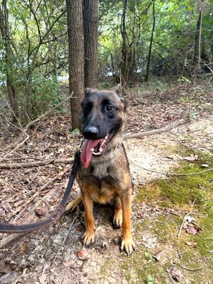 Jasmine, Belgian Malinois, adult, available for adoption