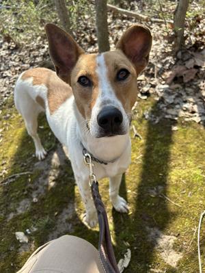 Lincoln, Husky / Hound (Unknown Type), young, available for adoption