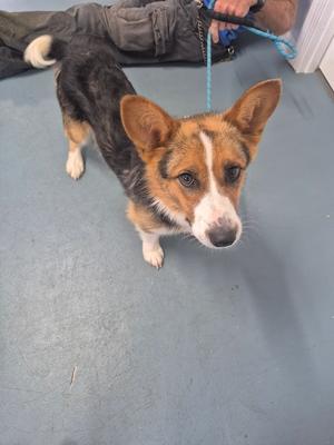 A corgi dog standing on a blue floor, looking up at the camera with its ears perked up. The dog is wearing a blue leash held by a person in the background.