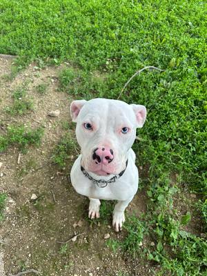 Periwinkle, Pit Bull Terrier, adult, available for adoption
