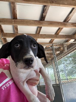 Margo, Hound (Unknown Type), puppy, available for adoption