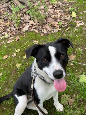 Sunshine, Labrador Retriever, adult, available for adoption