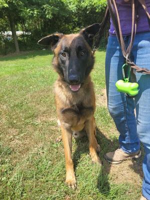 Opie, Belgian Malinois, adult, available for adoption