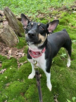 Roxie, Rat Terrier, adult, available for adoption