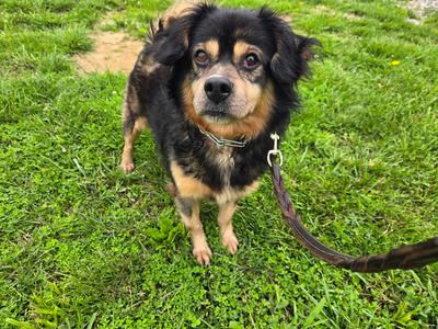 Houdini, Beagle, adult, available for adoption