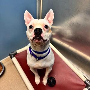 Chico Bean, Mixed Breed, adult, available for adoption
