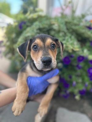 A small puppy with a black and brown coat being held by a person wearing blue gloves. The background features green plants and purple flowers.