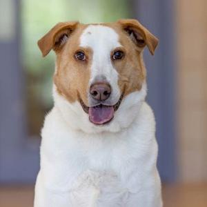 A close-up portrait of a white and tan mixed-breed dog with a happy expression.