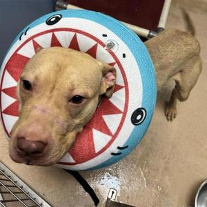 Bolo, Mixed Breed, adult, available for adoption