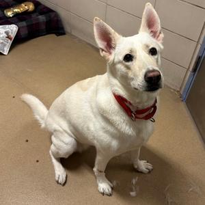 Angel, Mixed Breed, adult, available for adoption