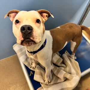 Bear, Mixed Breed, young, available for adoption