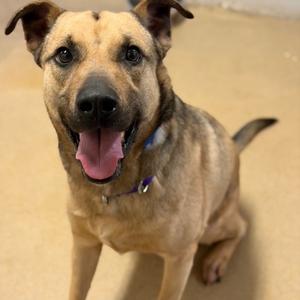 Darwin, Mixed Breed, adult, available for adoption