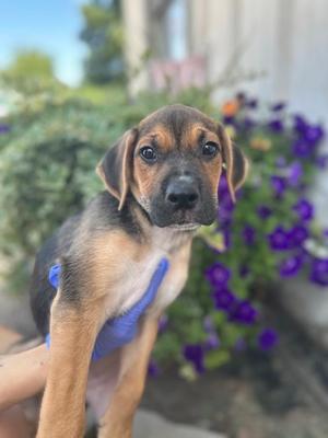 A brown and black puppy with floppy ears is being held by a person wearing a blue glove. The puppy is looking directly at the camera with a curious expression. In the background, there are purple flowers and green foliage.