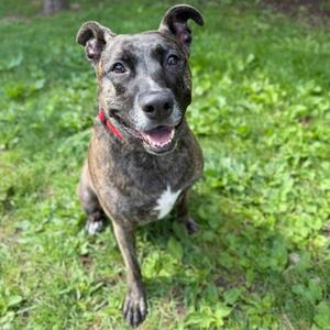 Jordan, Mixed Breed, adult, available for adoption