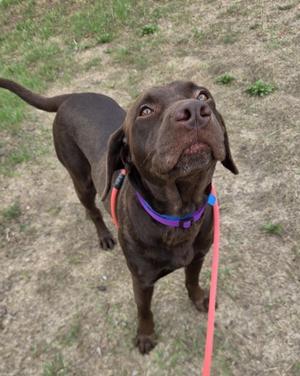A brown dog wearing a purple collar and a red leash, standing on a grassy area and looking up.