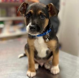 Bruno, Mixed Breed, puppy, available for adoption