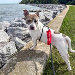 Cinnamon, Mixed Breed, adult, available for adoption
