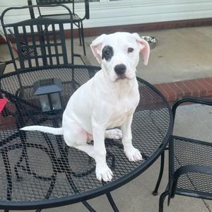 Chance, Mixed Breed, puppy, available for adoption